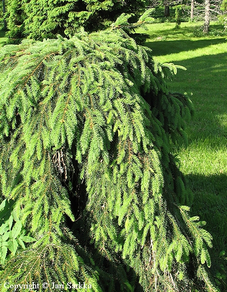 Picea abies f. cubans 'Hiisi', mätäskuusi